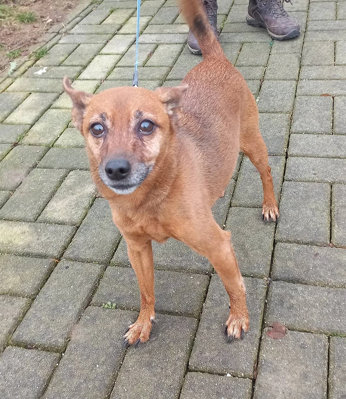 JACKY, Mixed Breed for adoption at Zavetisce Mala Hisa, Zavetisce Mala Hisa