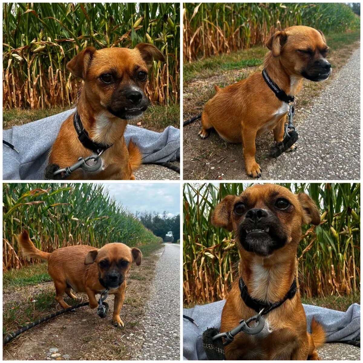 KIKI, Mixed Breed for adoption at Zavetisce Mala Hisa, Zavetisce Mala Hisa