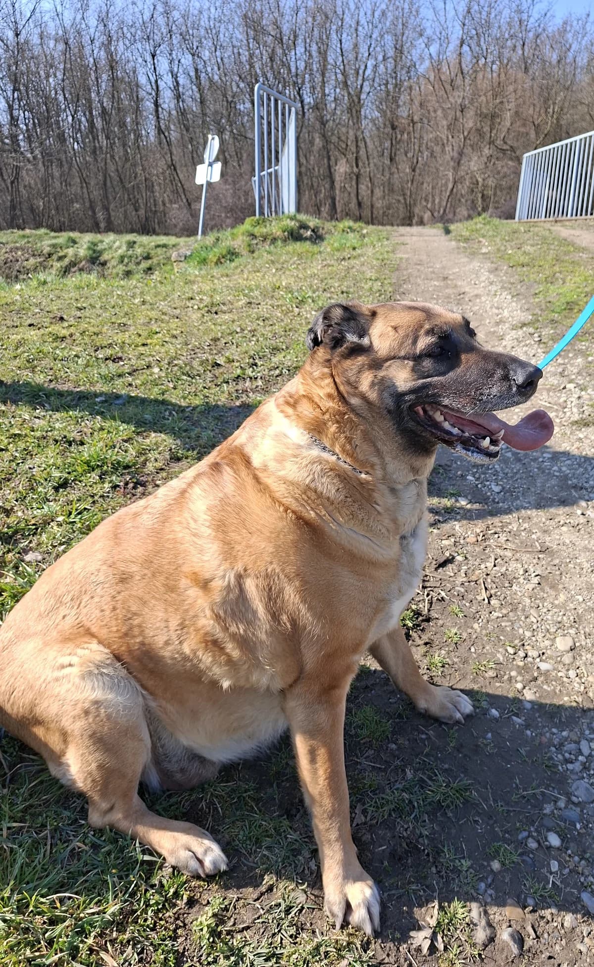 LAJKA, Mixed Breed for adoption at Zavetisce Mala Hisa, Zavetisce Mala Hisa
