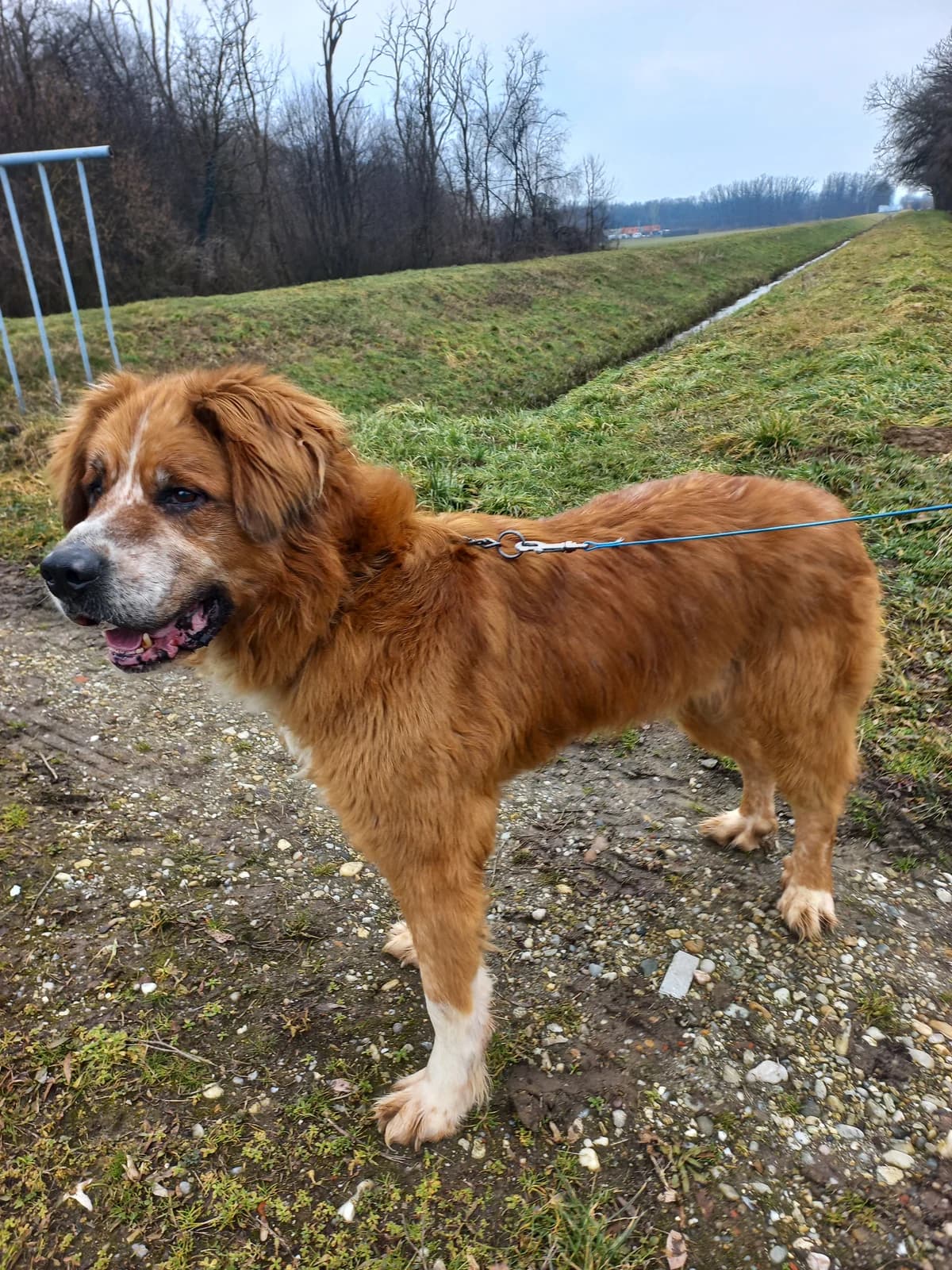 LISA, Mixed Breed for adoption at Zavetisce Mala Hisa, Zavetisce Mala Hisa