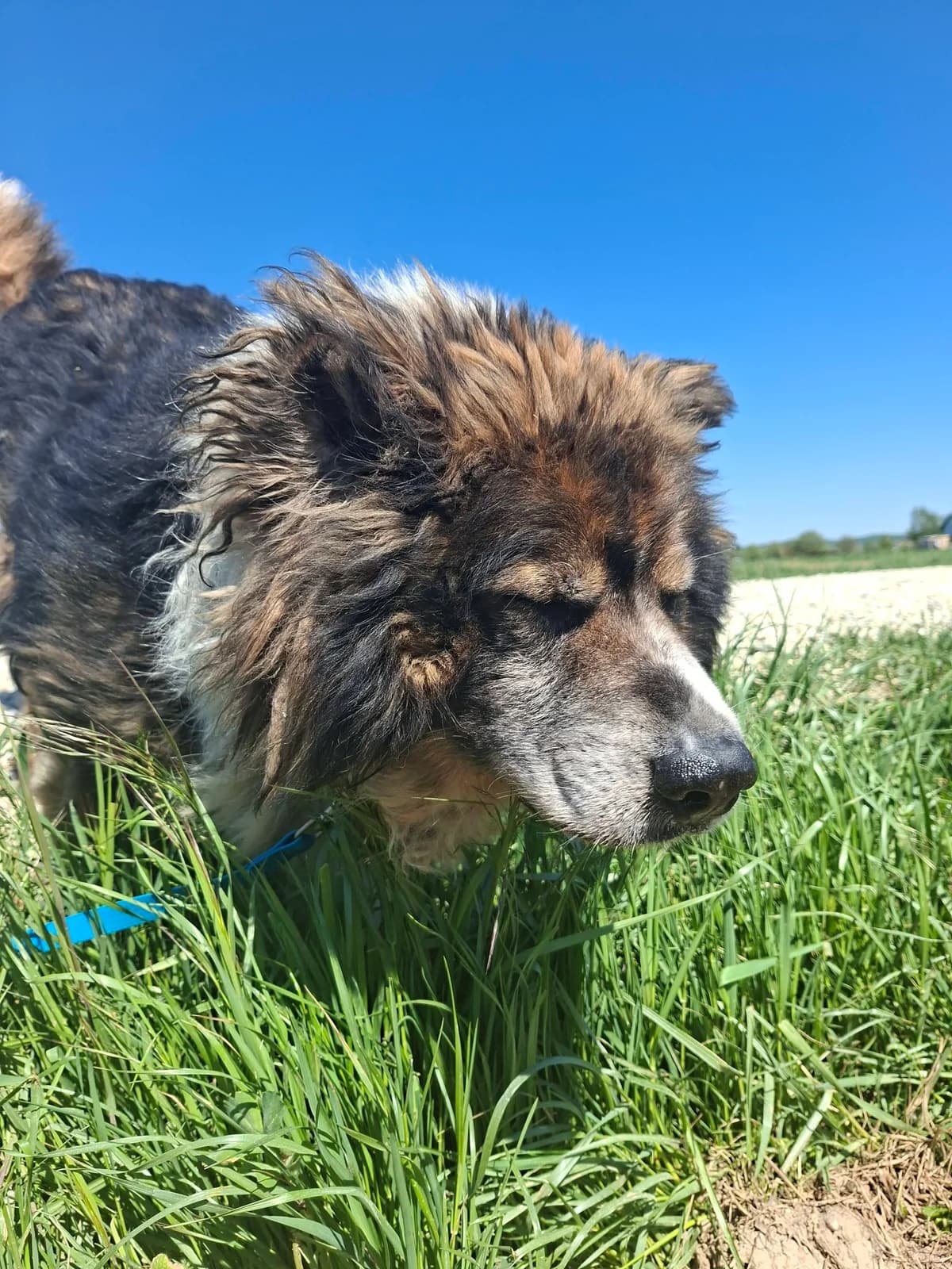 MEDO, senior Mixed Breed for adoption at Zavetisce Mala Hisa, Zavetisce Mala Hisa