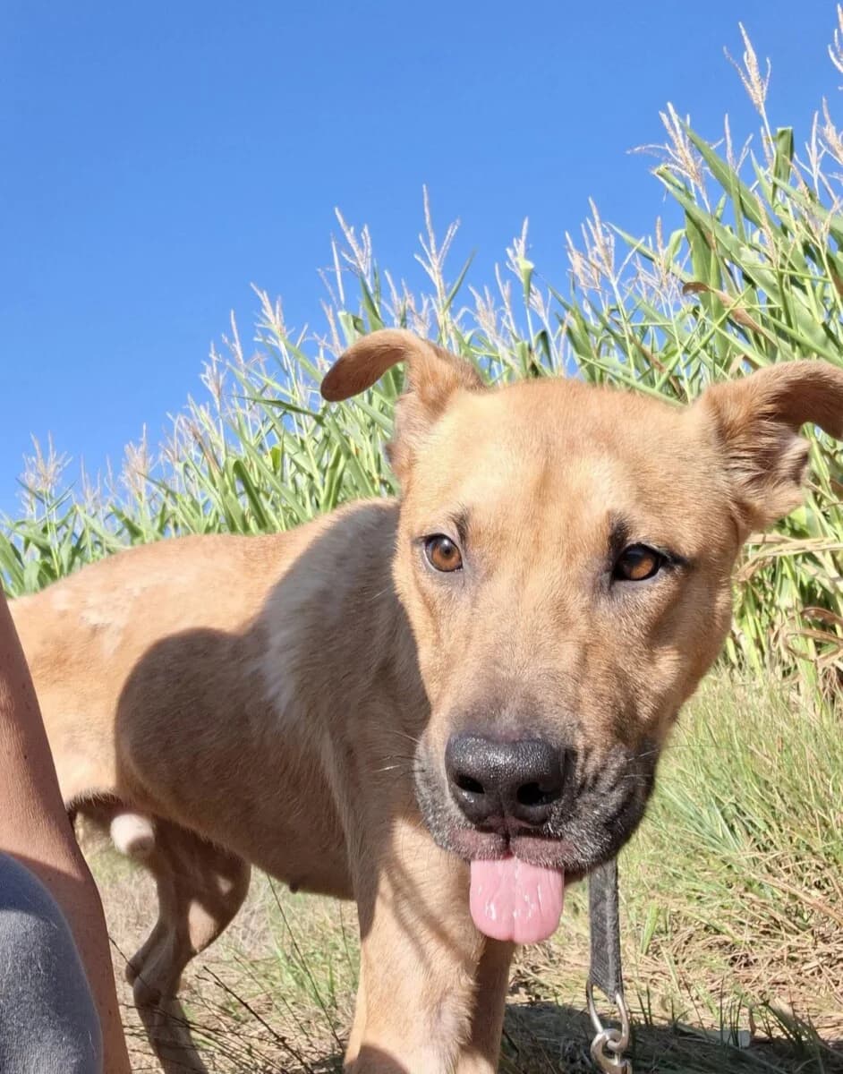 PONGO, Mixed Breed for adoption at Zavetisce Mala Hisa, Zavetisce Mala Hisa