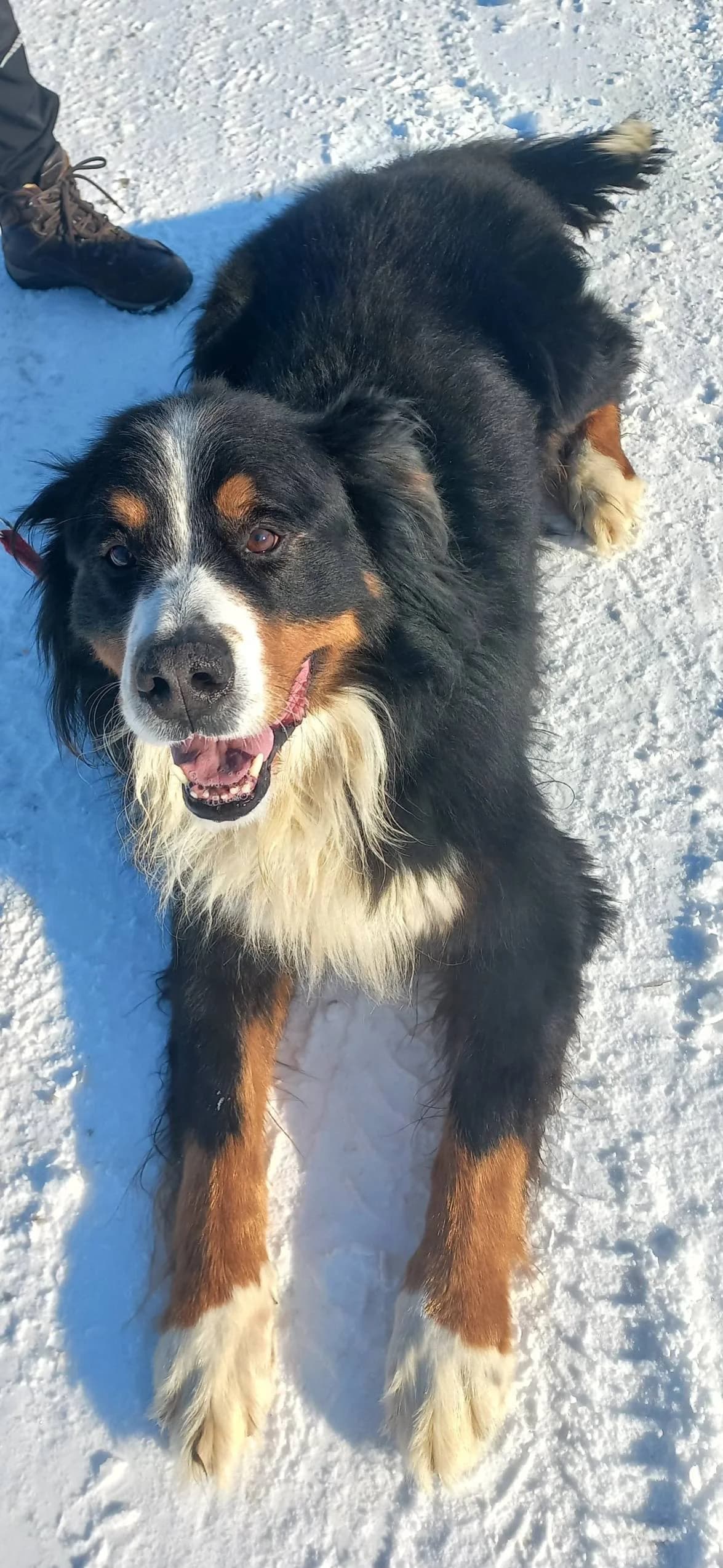 ROKI, Mixed Breed for adoption at Zavetisce Mala Hisa, Zavetisce Mala Hisa