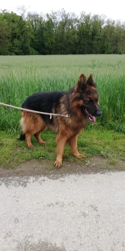 Rolf, nemški ovčar, 8 let, senior Mixed Breed for adoption at Zavetisce Mala Hisa, Zavetisce Mala Hisa