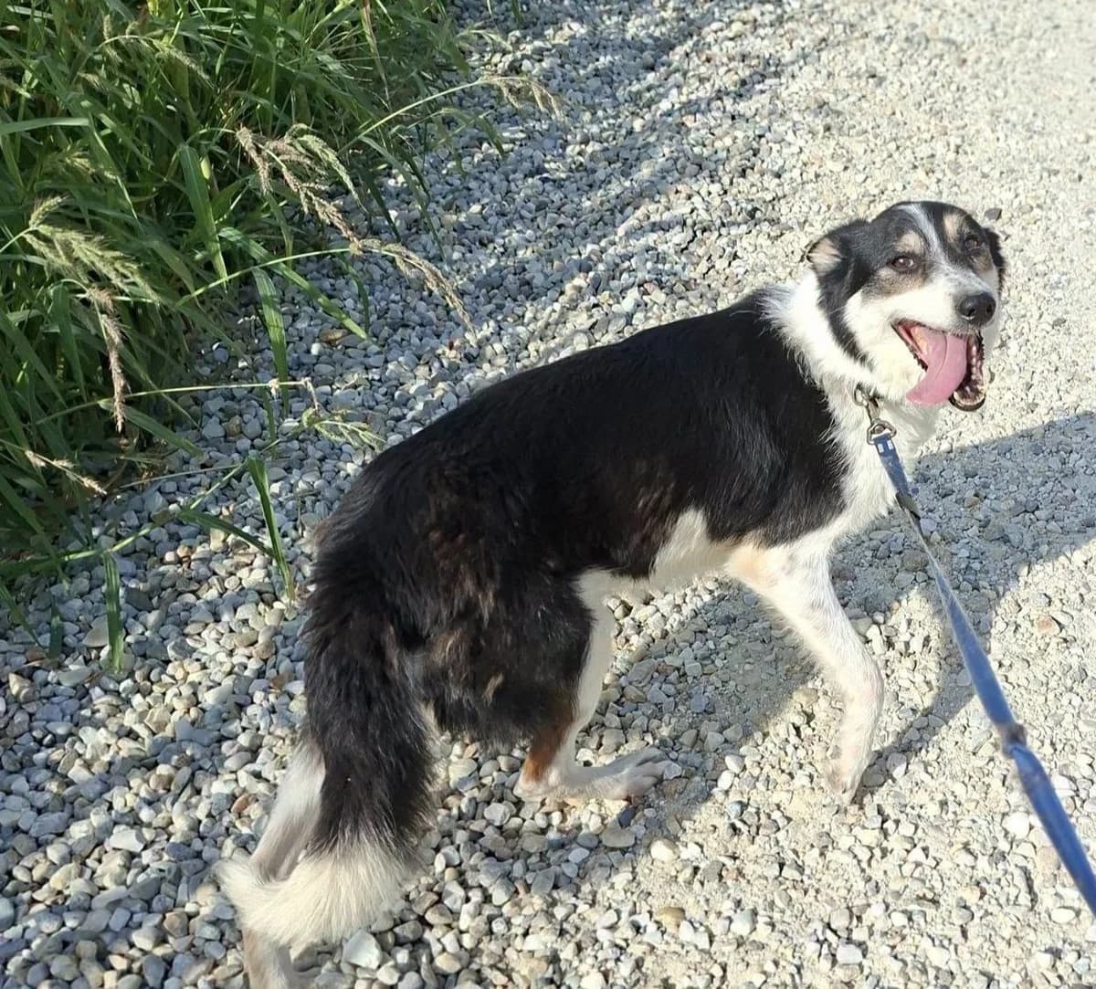 ROXY, 7yo Mixed Breed for adoption at Zavetisce Mala Hisa, Zavetisce Mala Hisa