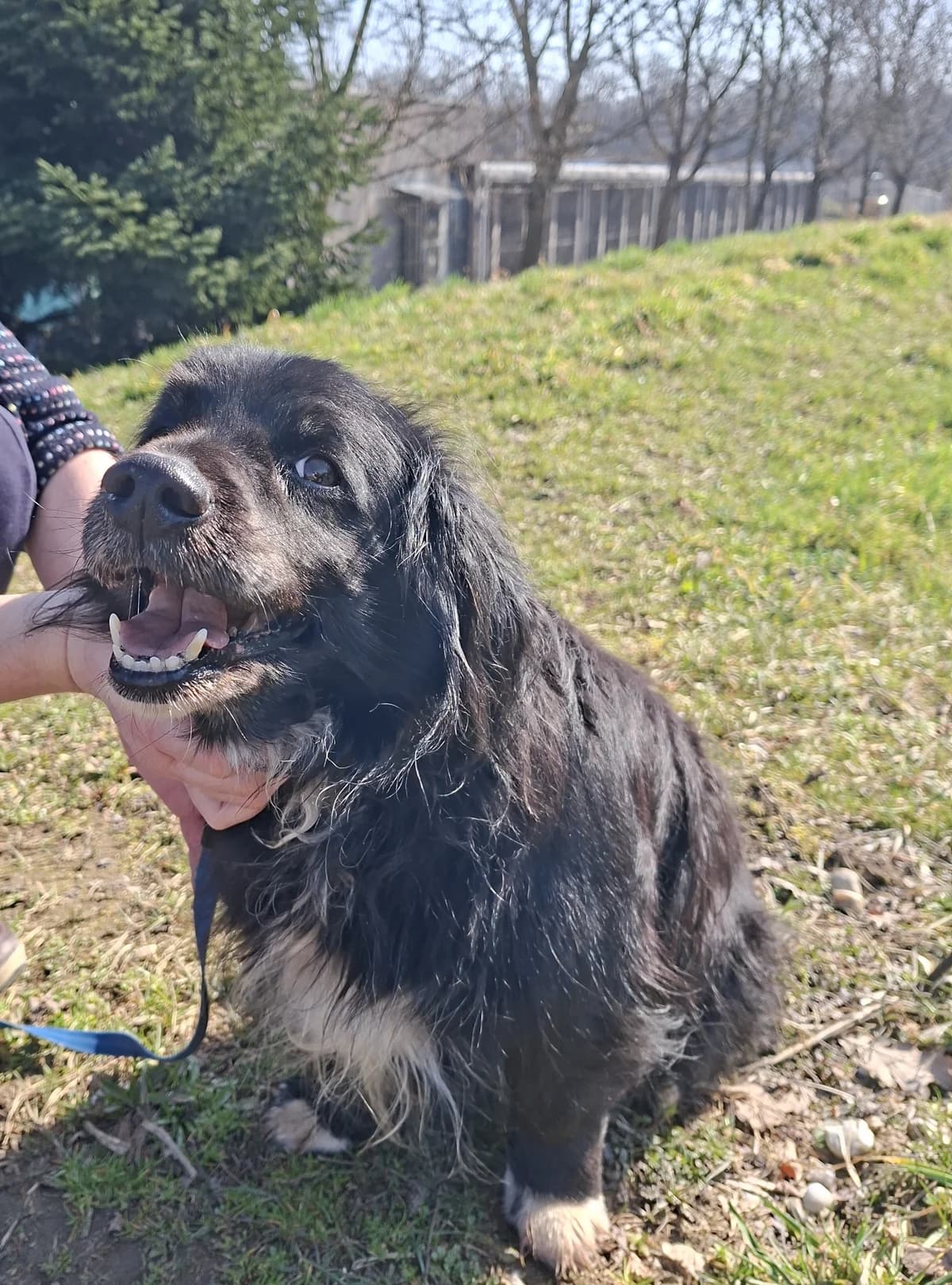 TOBEY, senior Mixed Breed for adoption at Zavetisce Mala Hisa, Zavetisce Mala Hisa
