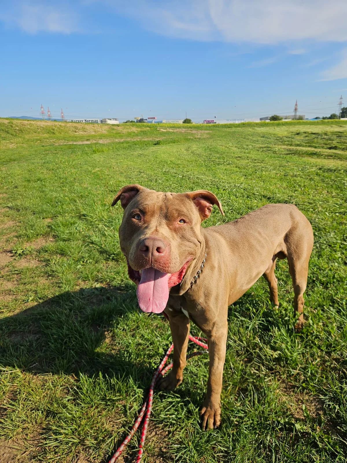 Roki, male 5yo Mixed Breed for adoption at Zavetišče za živali Maribor, Maribor