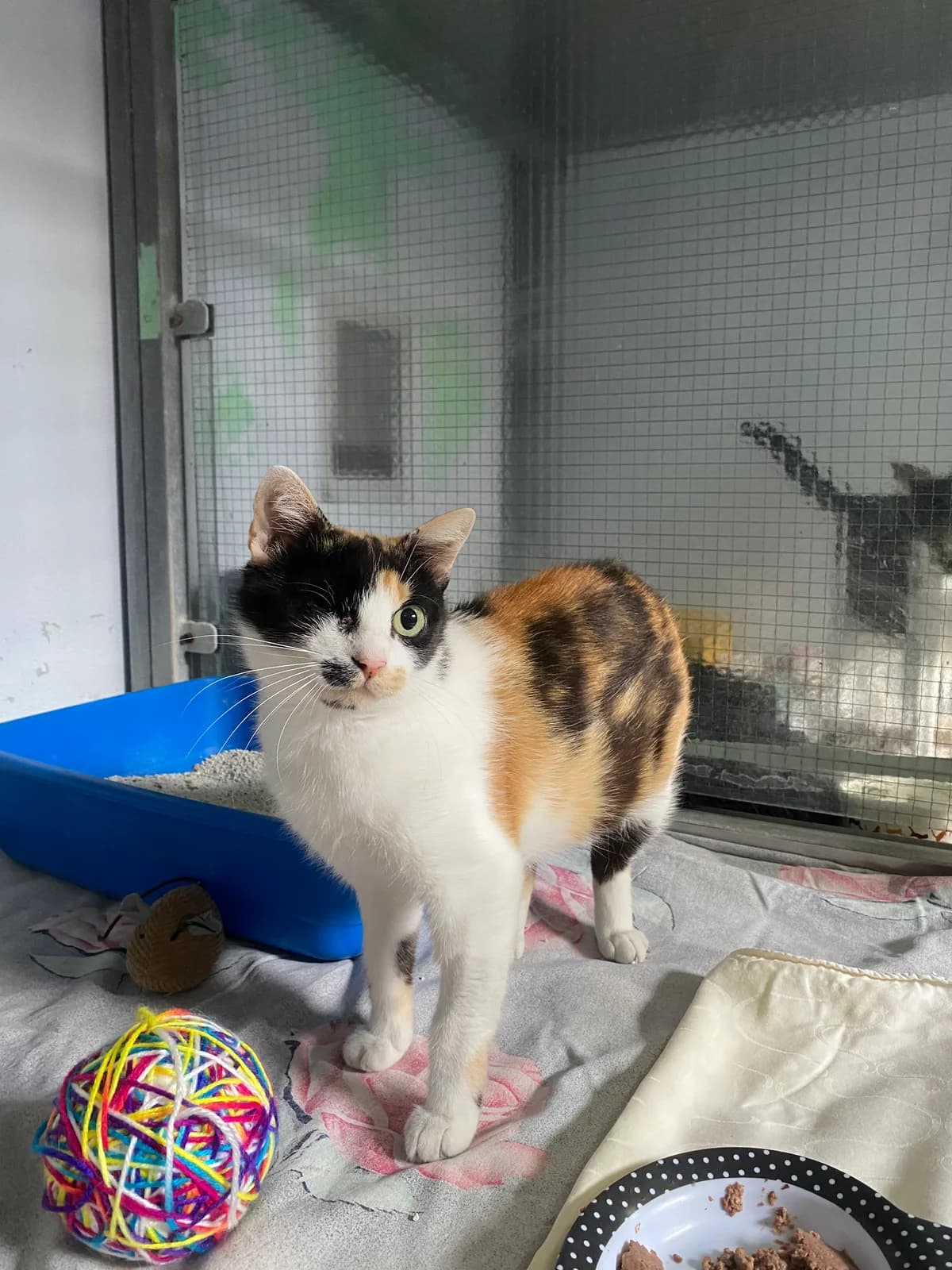 Lola, female 3yo Mixed Breed for adoption at Zavetišče za živali Maribor, Maribor