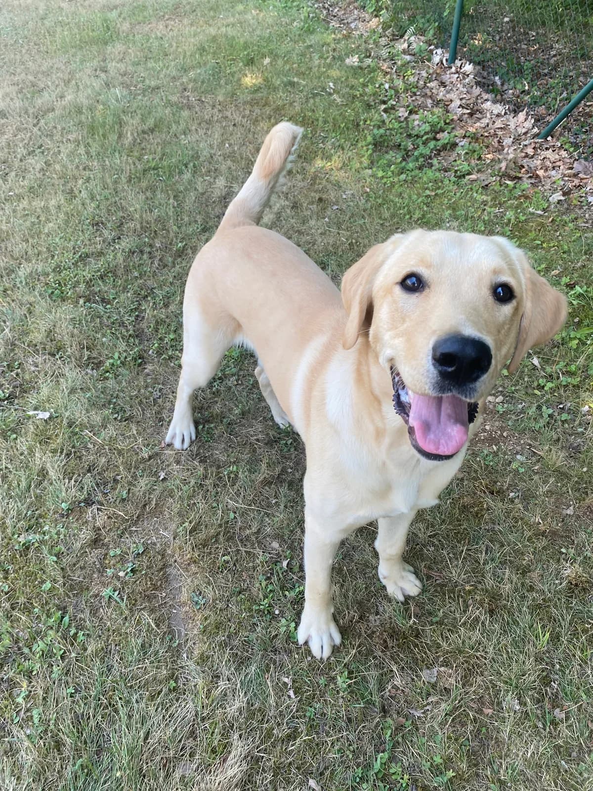 Jack, male Mixed Breed for adoption at Zavetišče za živali Maribor, Maribor