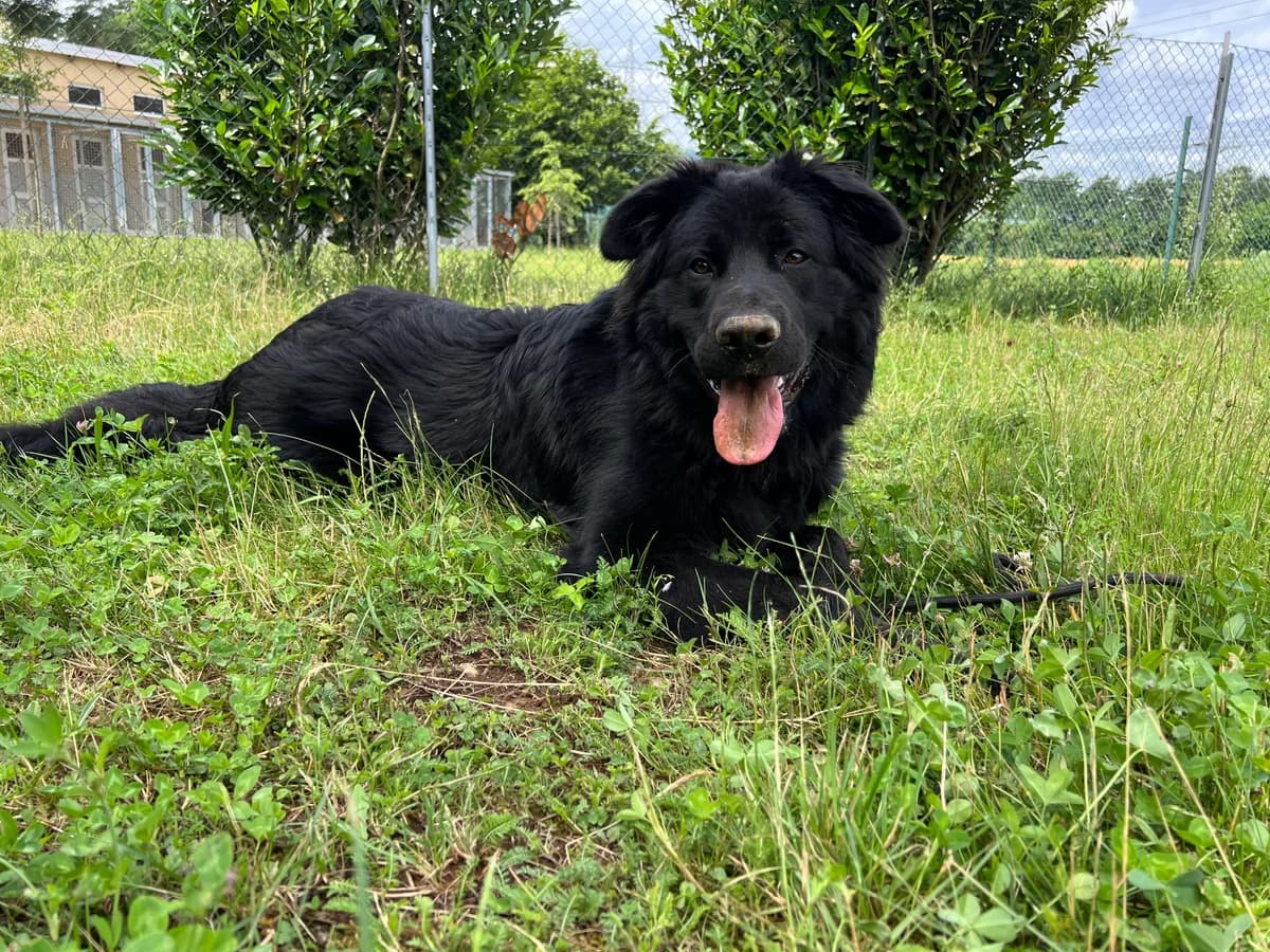 Ben, Črna male young mixed breed for adoption at Zavetišče za živali Maribor, Maribor