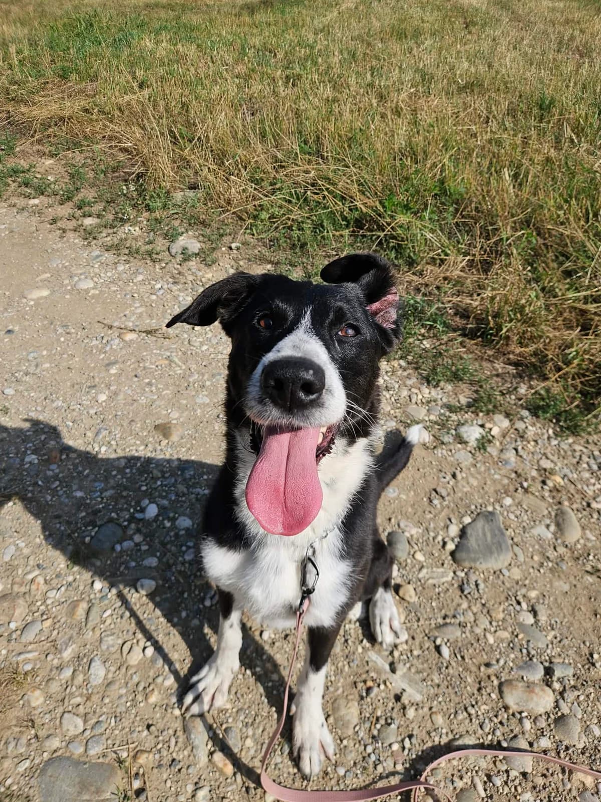 Lord, Črno bela male senior mixed breed for adoption at Zavetišče za živali Maribor, Maribor