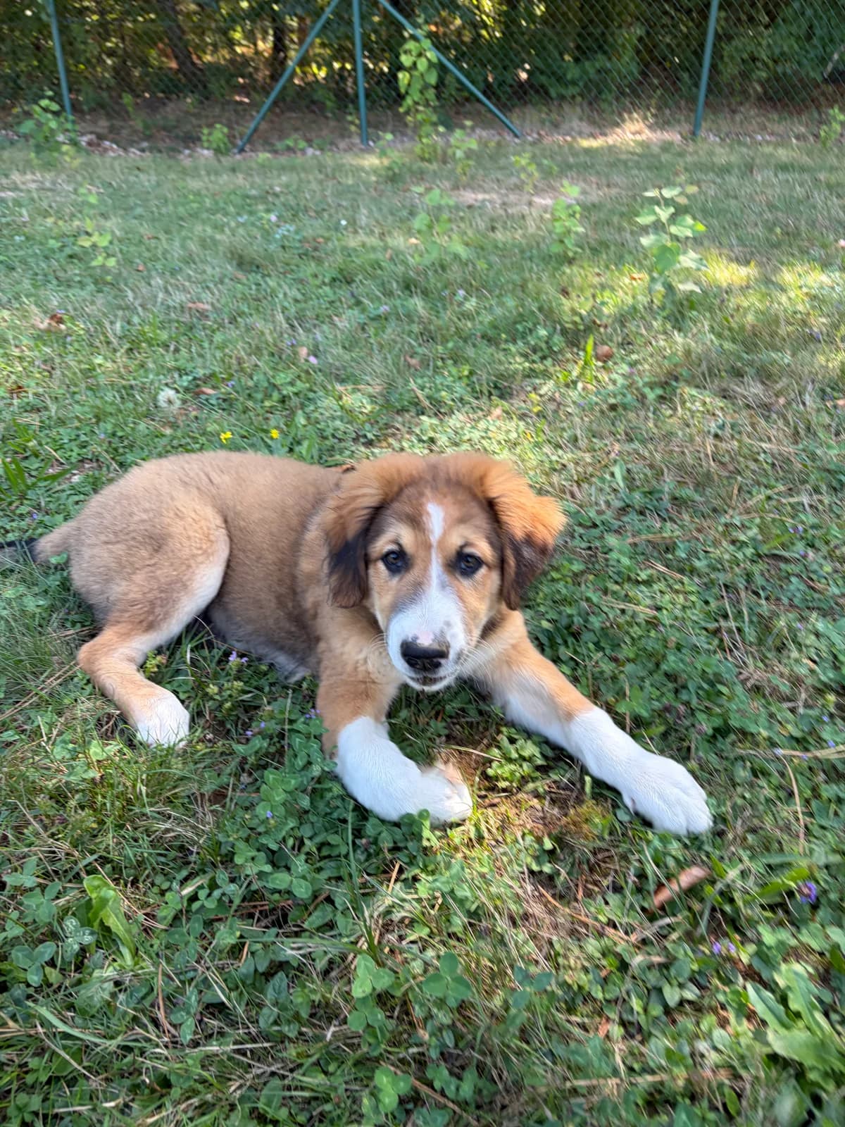 Ares, trobarven male mixed breed for adoption at Zavetišče za živali Maribor, Maribor