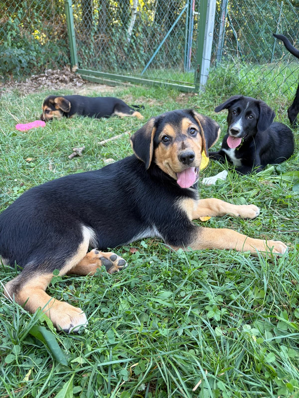 Ozi, črnorjav male mixed breed for adoption at Zavetišče za živali Maribor, Maribor