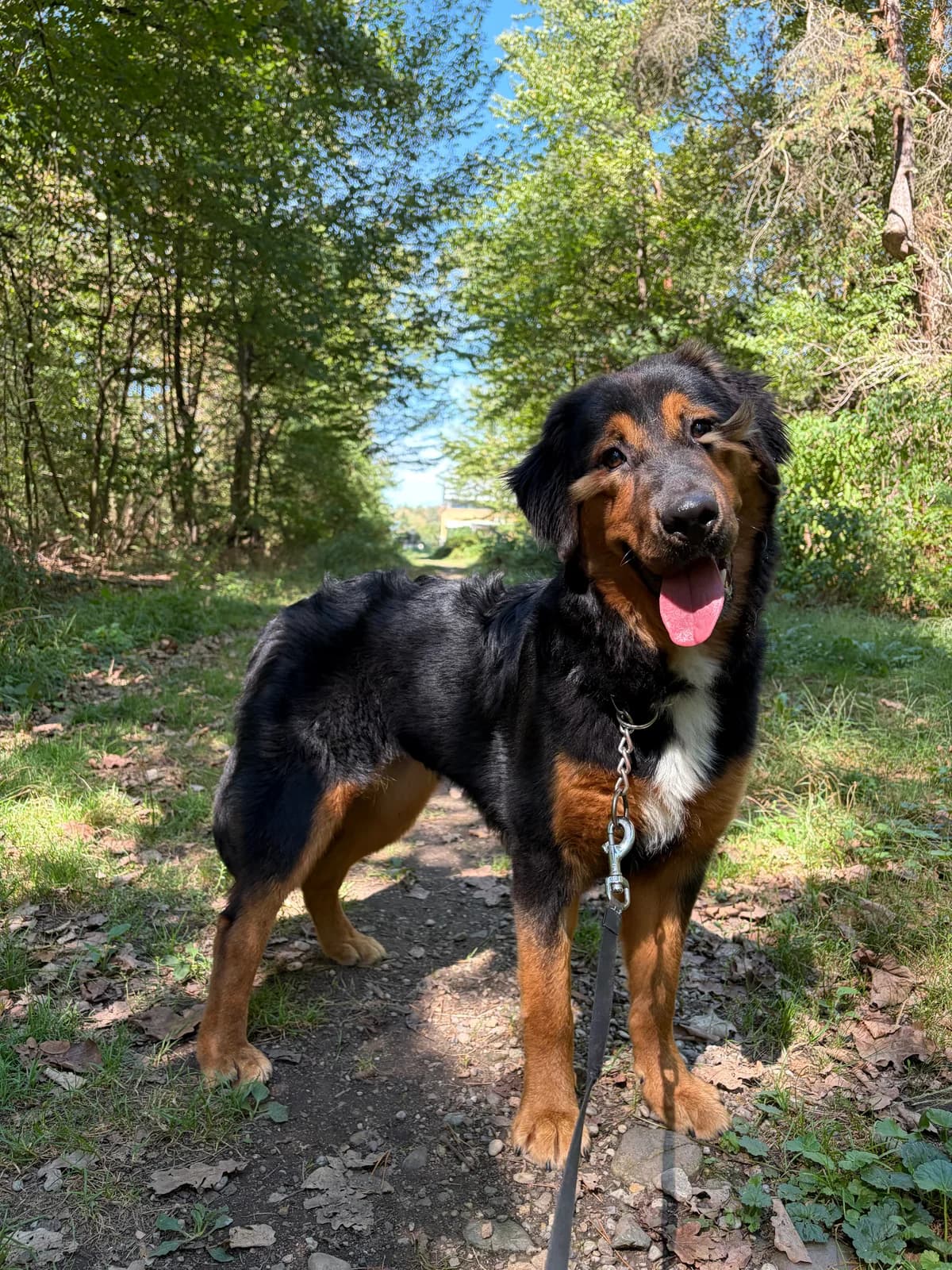 Čopi, female Mixed Breed for adoption at Zavetišče za živali Maribor, Maribor