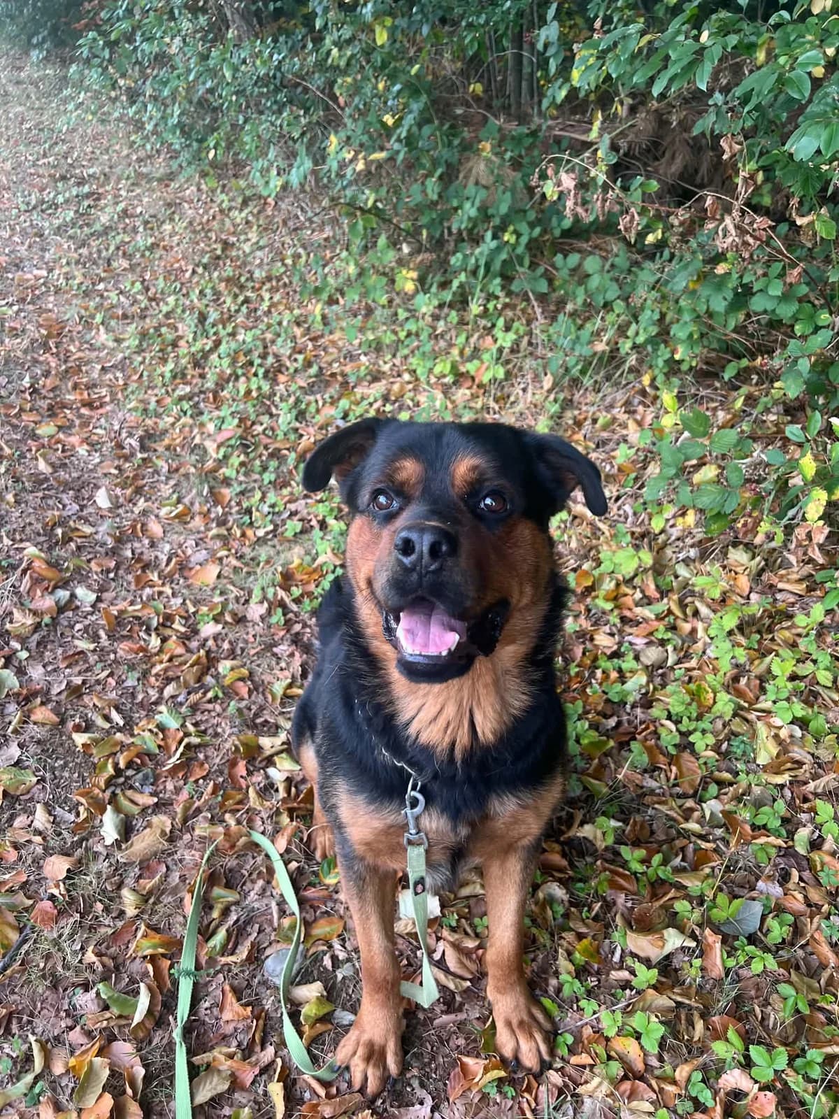Hugo, male 3yo Mixed Breed for adoption at Zavetišče za živali Maribor, Maribor