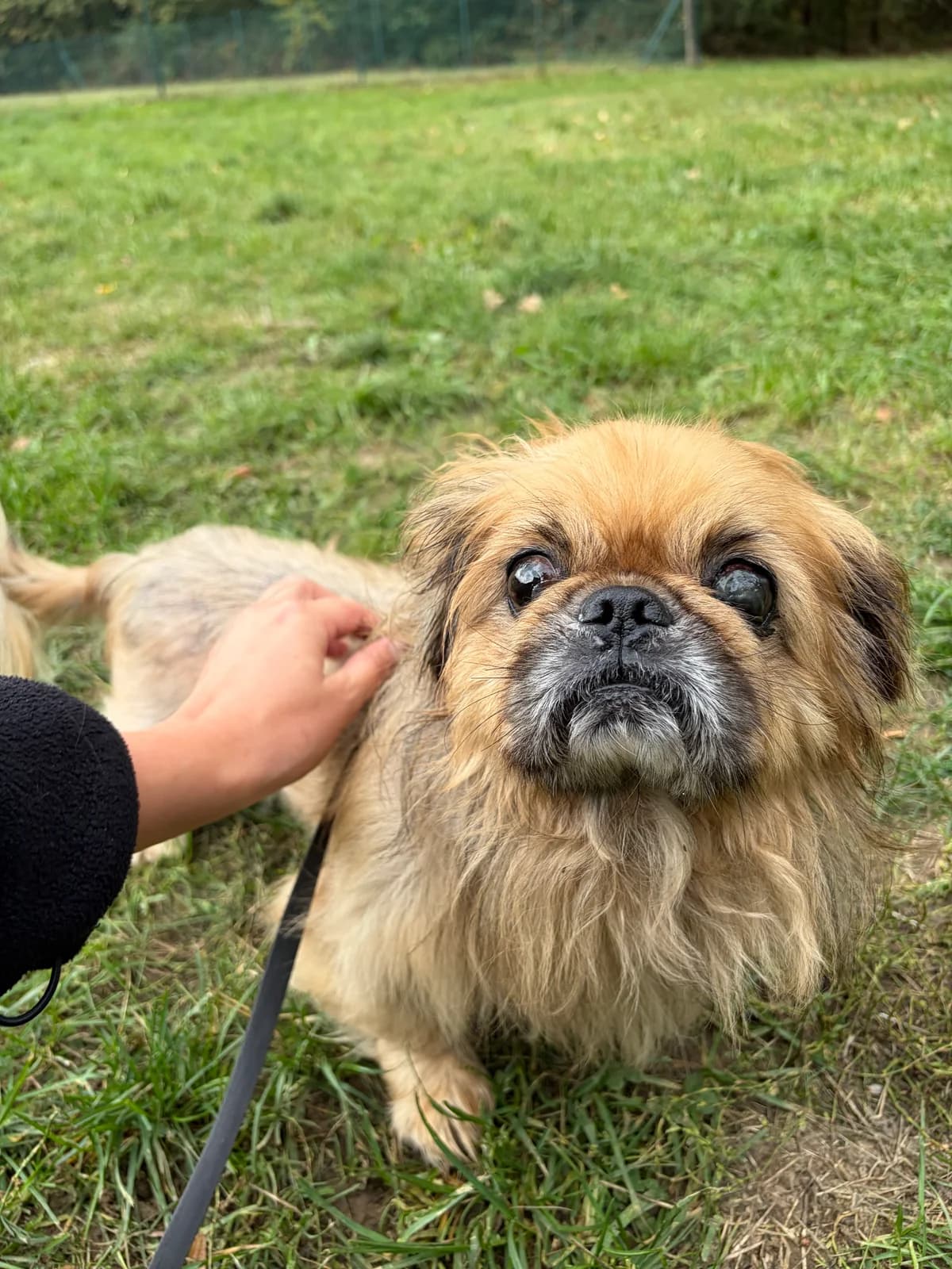 Boni, male senior Mixed Breed for adoption at Zavetišče za živali Maribor, Maribor