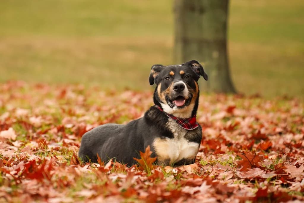 Monty, male young mixed breed for adoption at Zavetišče za živali Maribor, Maribor