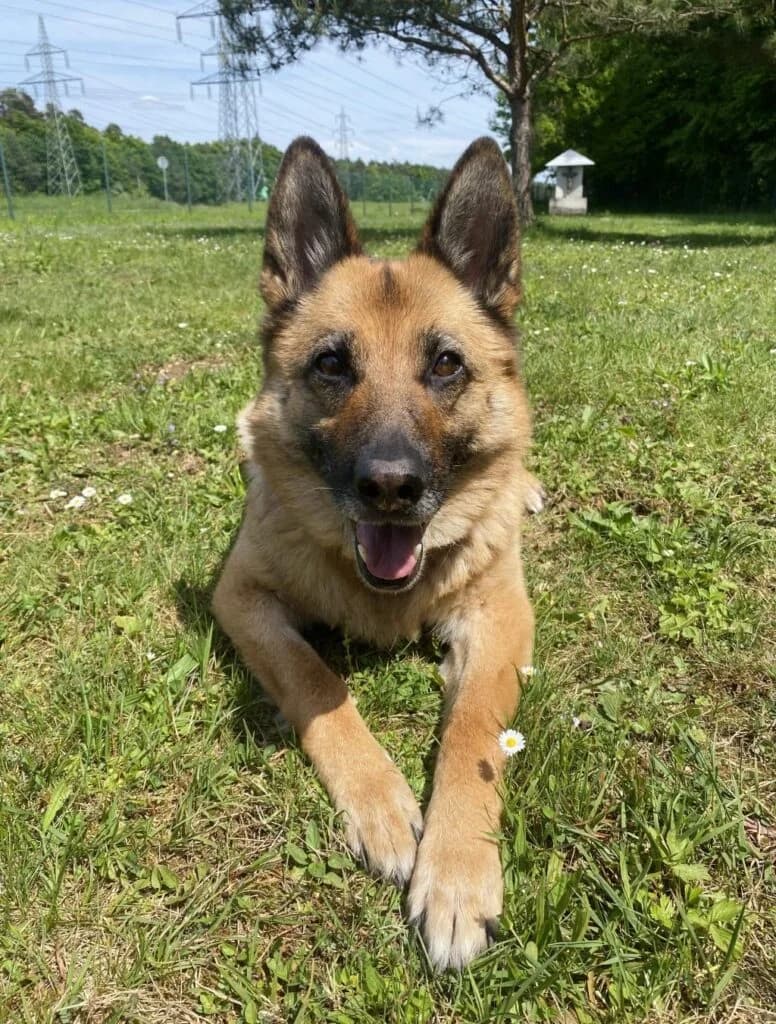 Lajka, female senior mixed breed for adoption at Zavetišče za živali Maribor, Maribor
