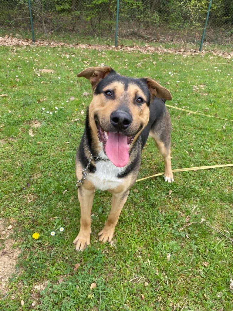 Black, male young Mixed Breed for adoption at Zavetišče za živali Maribor, Maribor