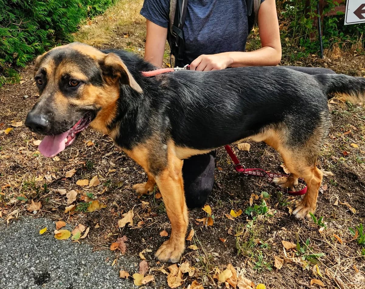 Diego, young mixed breed for adoption at Zavetišče Turk, Novo mesto