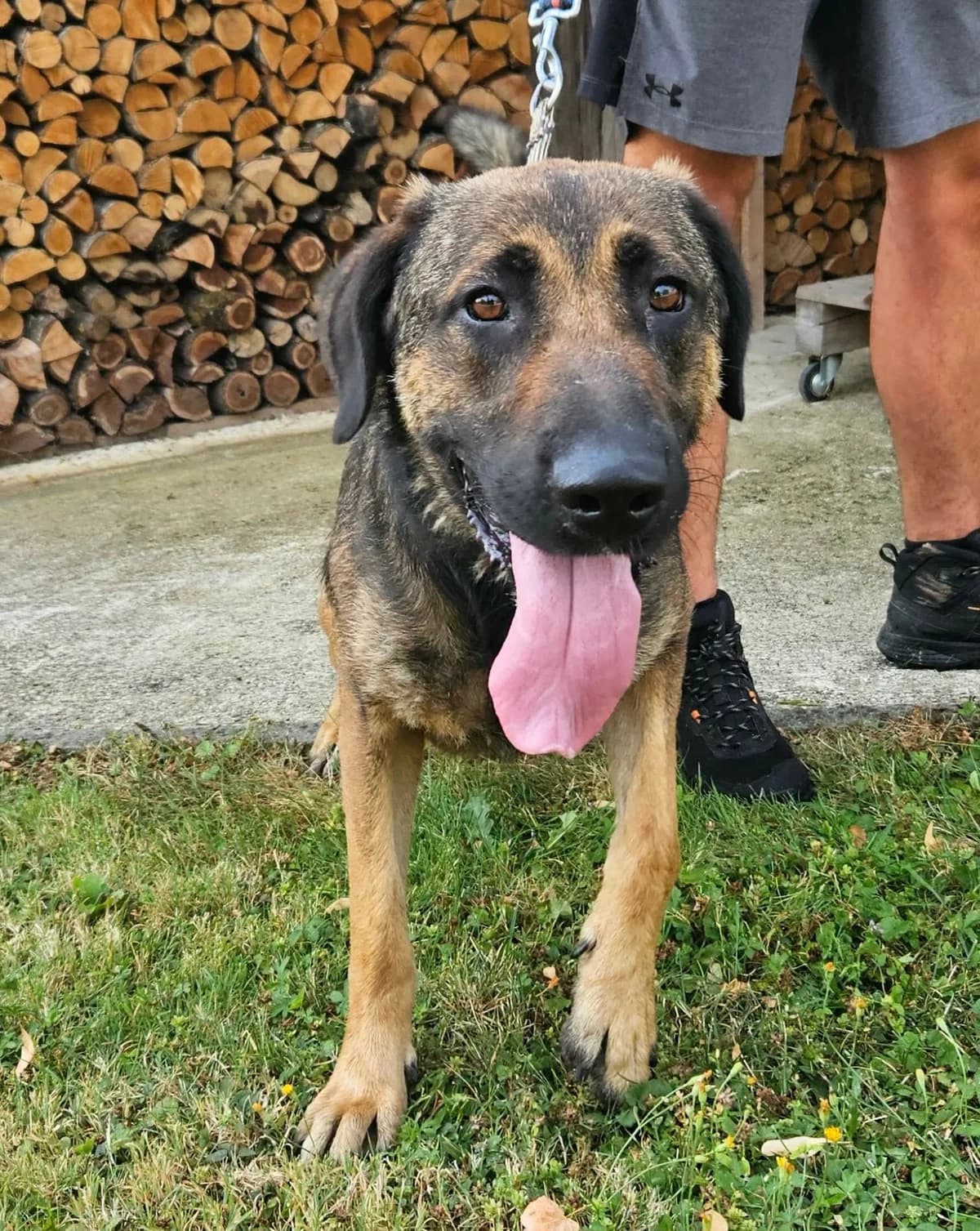 Don, mixed breed for adoption at Zavetišče Turk, Novo mesto