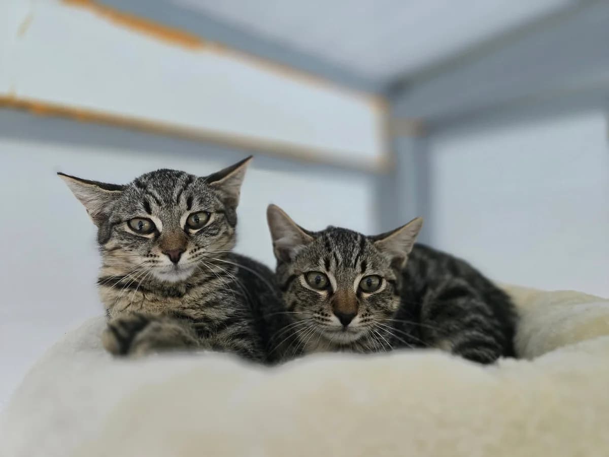 Frigo-Lino, female Mixed Breed for adoption at Zavetišče Turk, Novo mesto