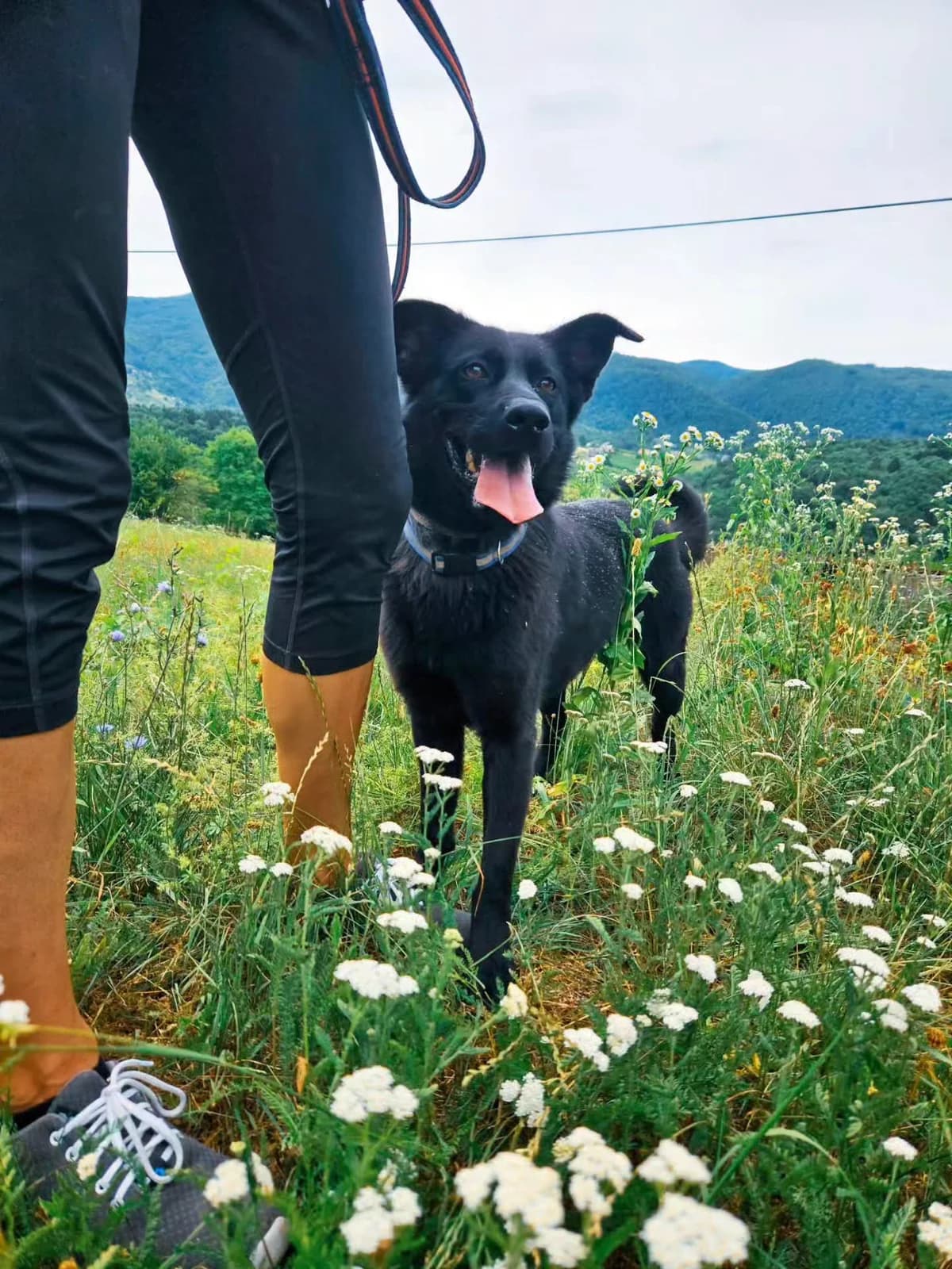 Miška, 3yo Mixed Breed for adoption at Zavetišče Turk, Novo mesto