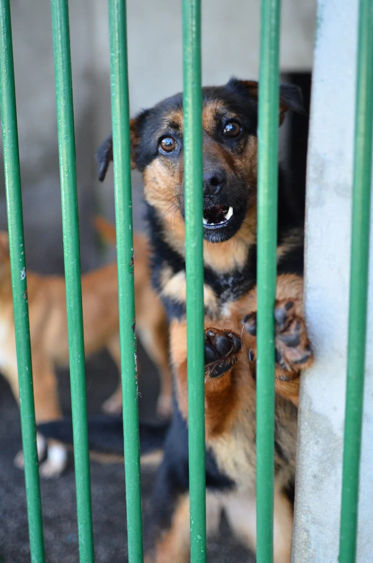 Pandora, young Mixed Breed for adoption at Zavetišče Turk, Novo mesto