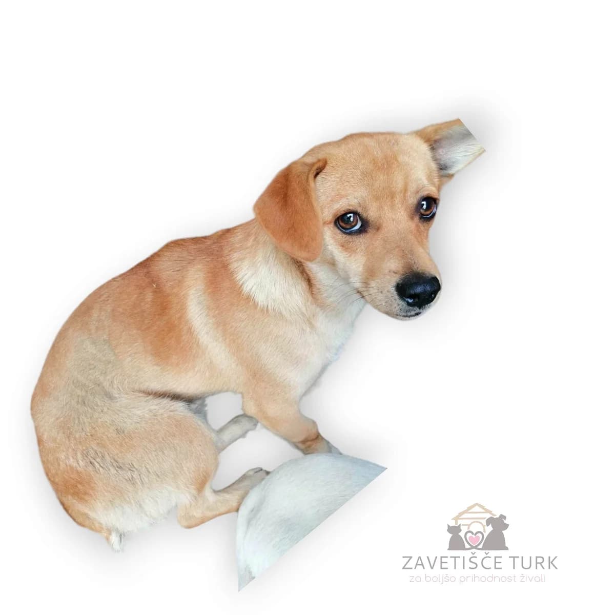 Penelope, young Mixed Breed for adoption at Zavetišče Turk, Novo mesto