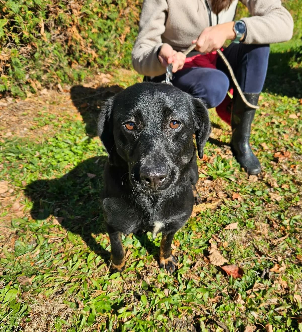 Ravenna, female 3yo Mixed Breed for adoption at Zavetišče Turk, Novo mesto