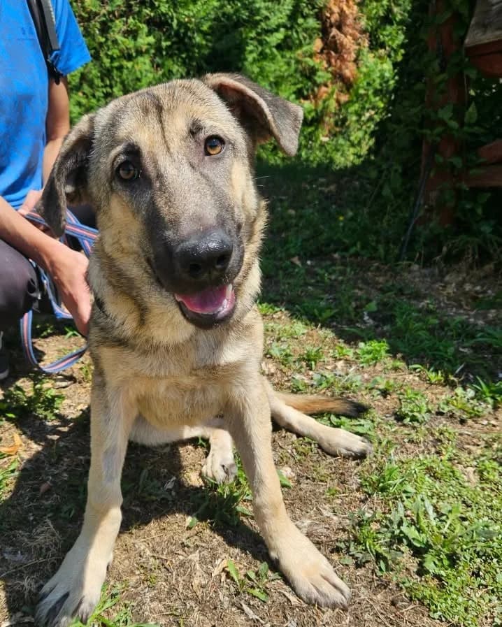 Tjara, young Mixed Breed for adoption at Zavetišče Turk, Novo mesto