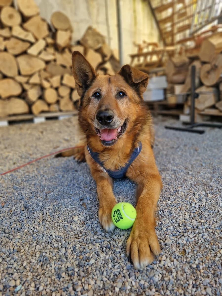 Reks, male senior Mixed Breed for adoption at Zavod Muri, Vransko