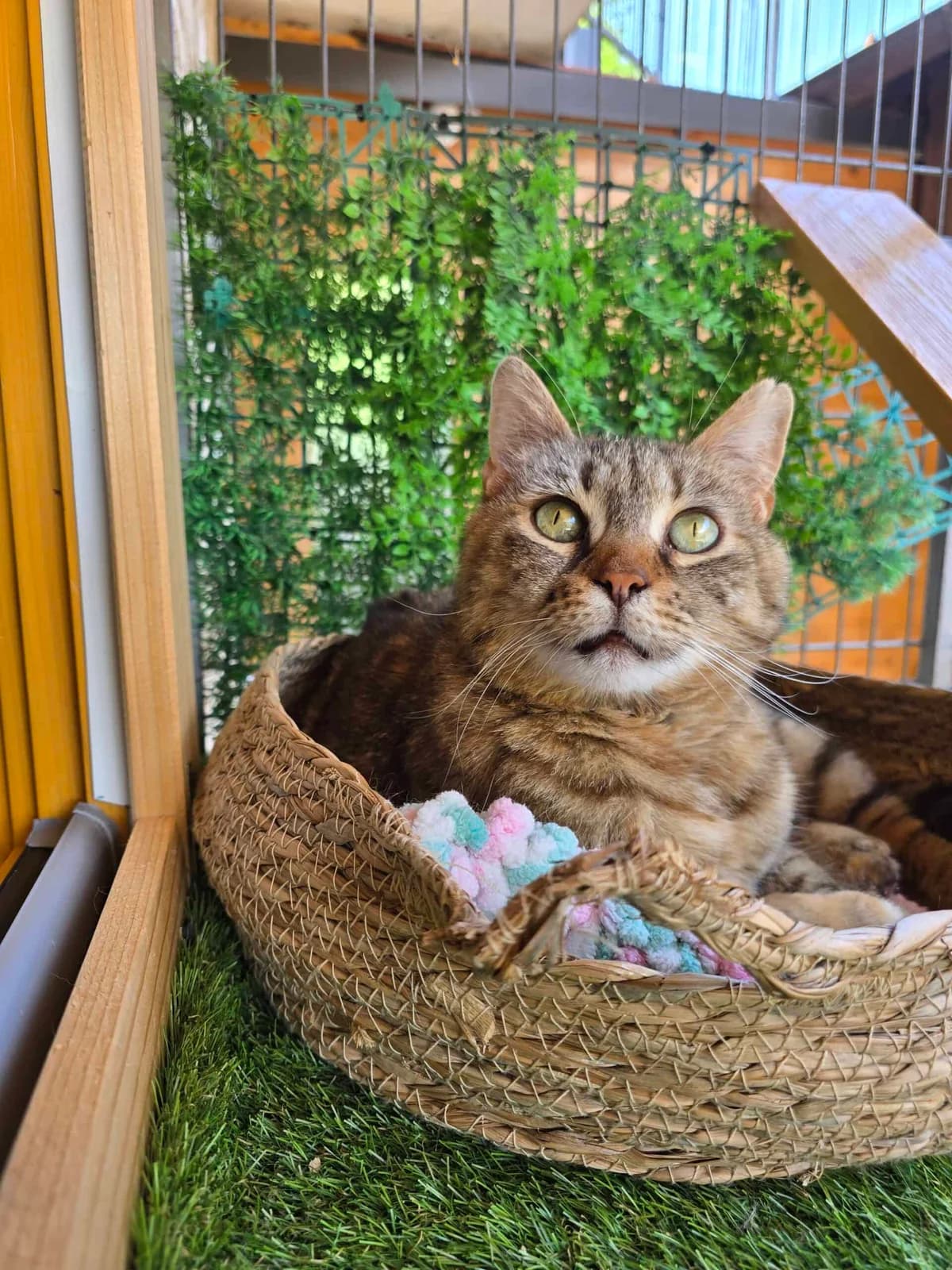 Lola, female 3yo Mixed Breed for adoption at Zavod Muri, Vransko
