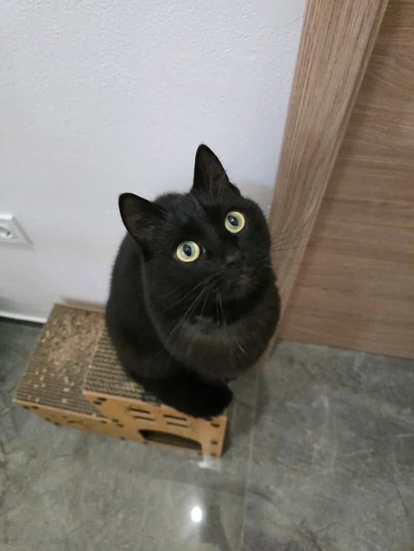 Lucky, male 4yo Mixed Breed for adoption at Zavod Muri, Vransko