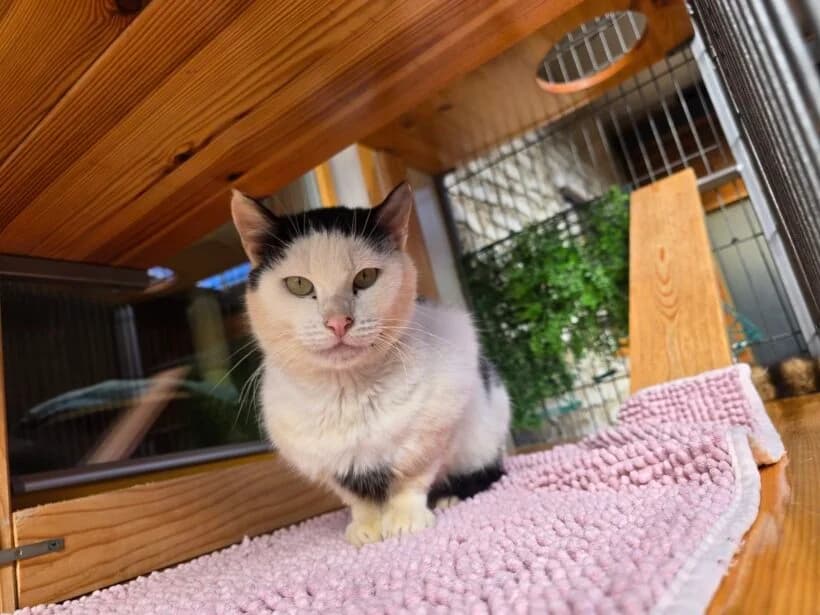Riki, male senior Mixed Breed for adoption at Zavod Muri, Vransko