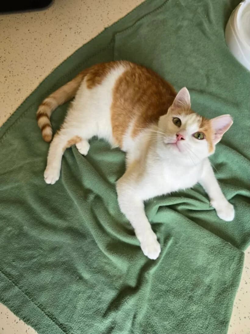 Dusty, male 4yo Mixed Breed for adoption at Zavod Muri, Vransko