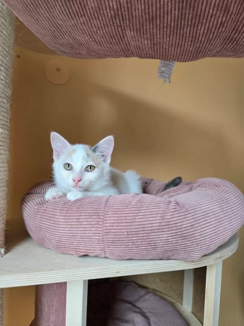 Dot, male puppy Mixed Breed for adoption at Zavod Muri, Vransko
