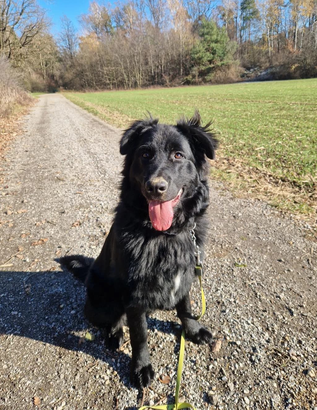 Ben, male young mixed breed for adoption at Zavetišče za živali Maribor, Maribor