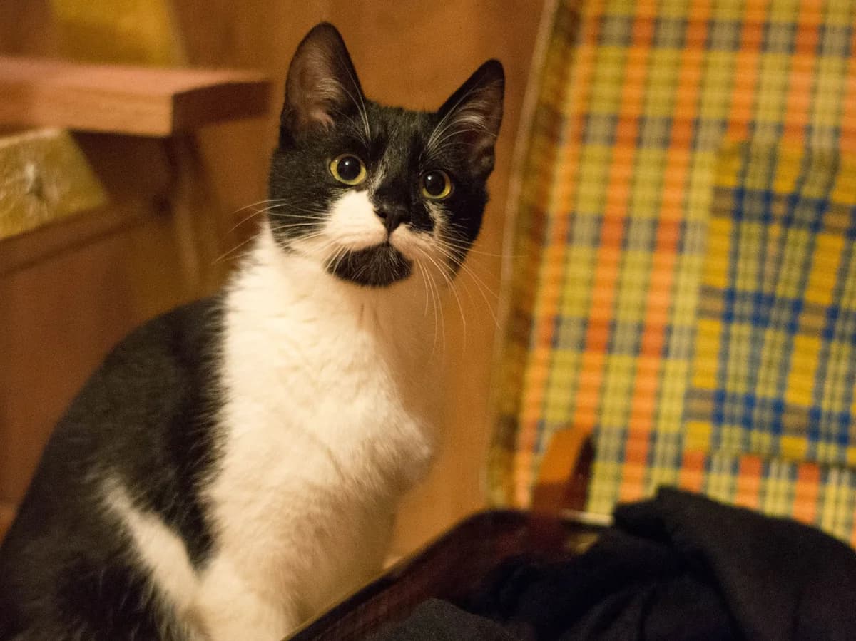 Harry Potter, male Mixed Breed for adoption at Bystrická Mačacáreň