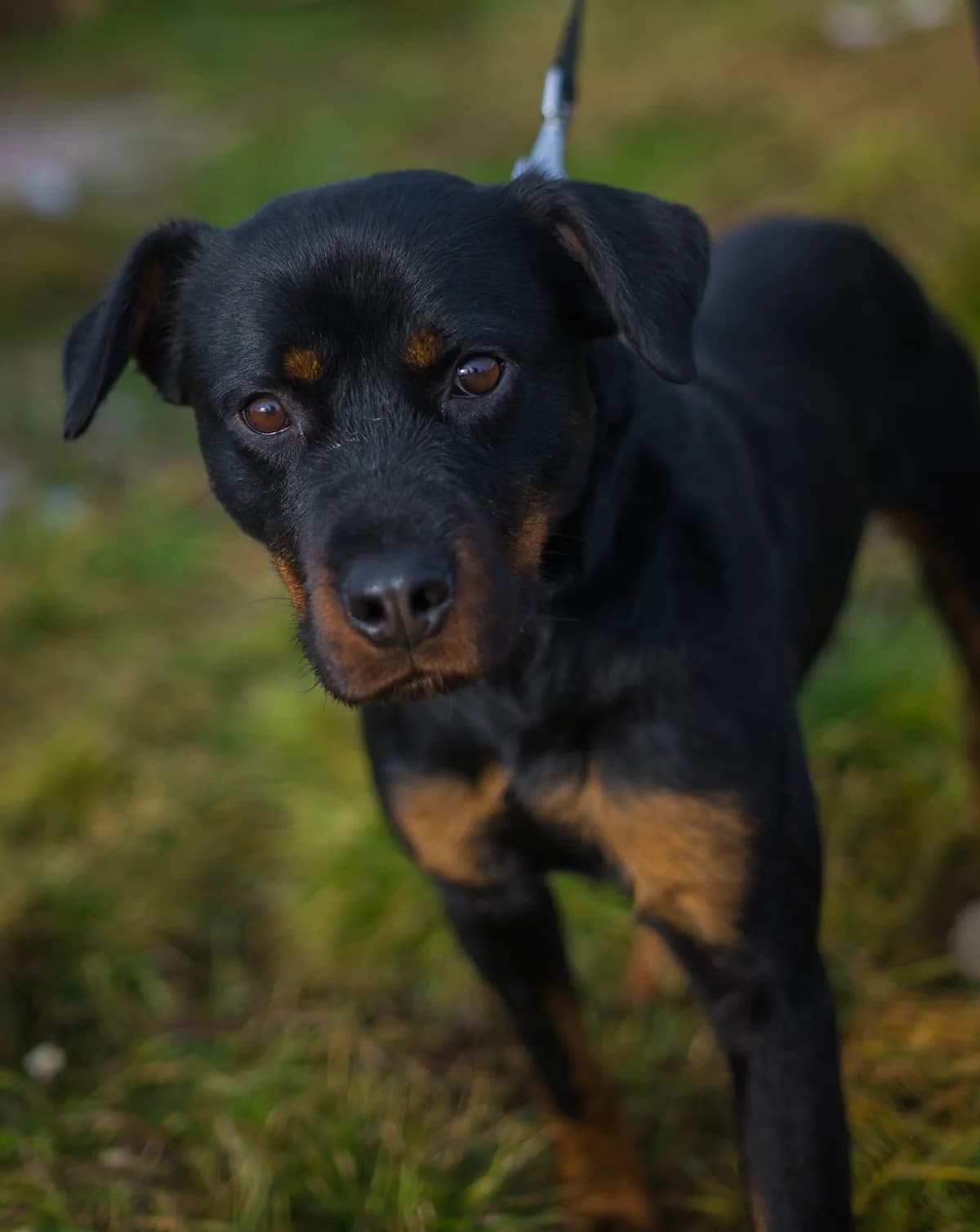 Damon, male 5yo Mixed Breed for adoption at Cesta za domovom