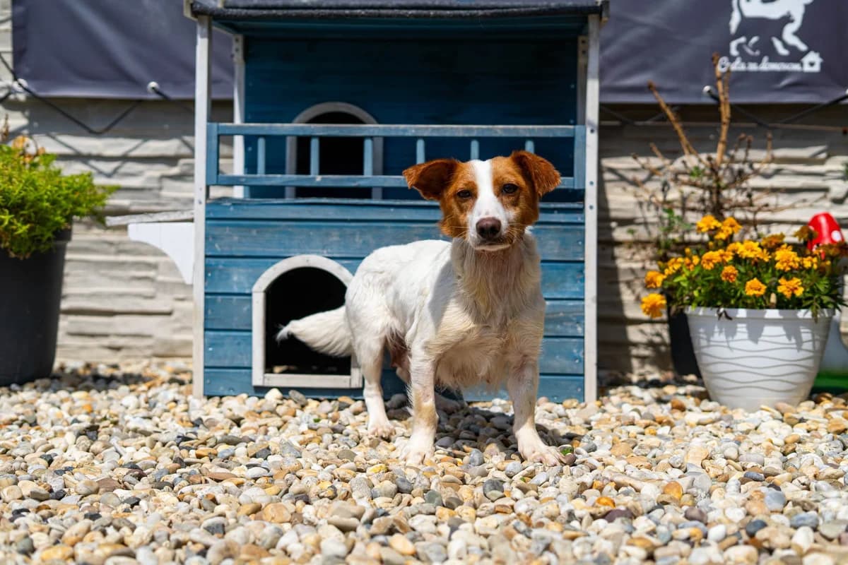 Fusilli, male puppy Mixed Breed for adoption at Cesta za domovom
