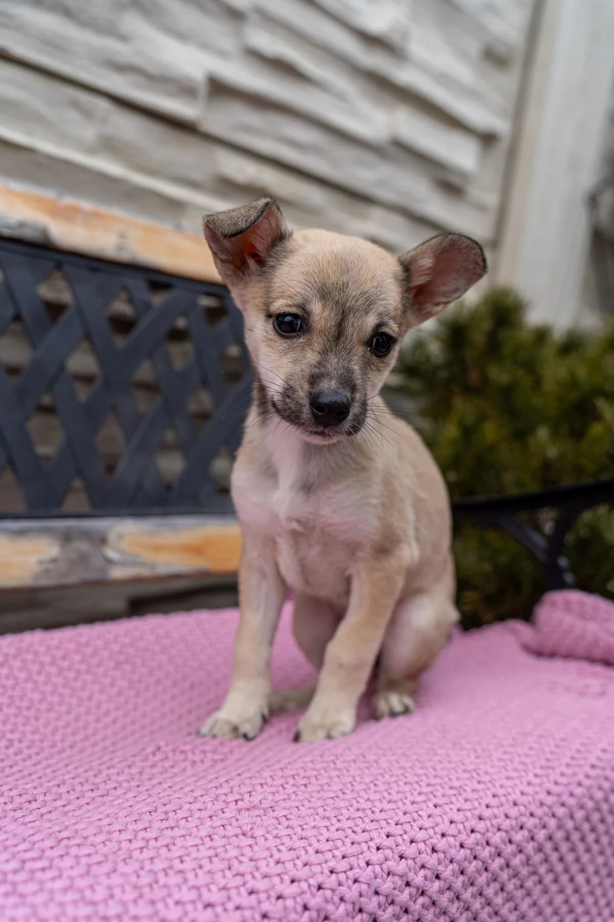 Korma, female Mixed Breed for adoption at Cesta za domovom