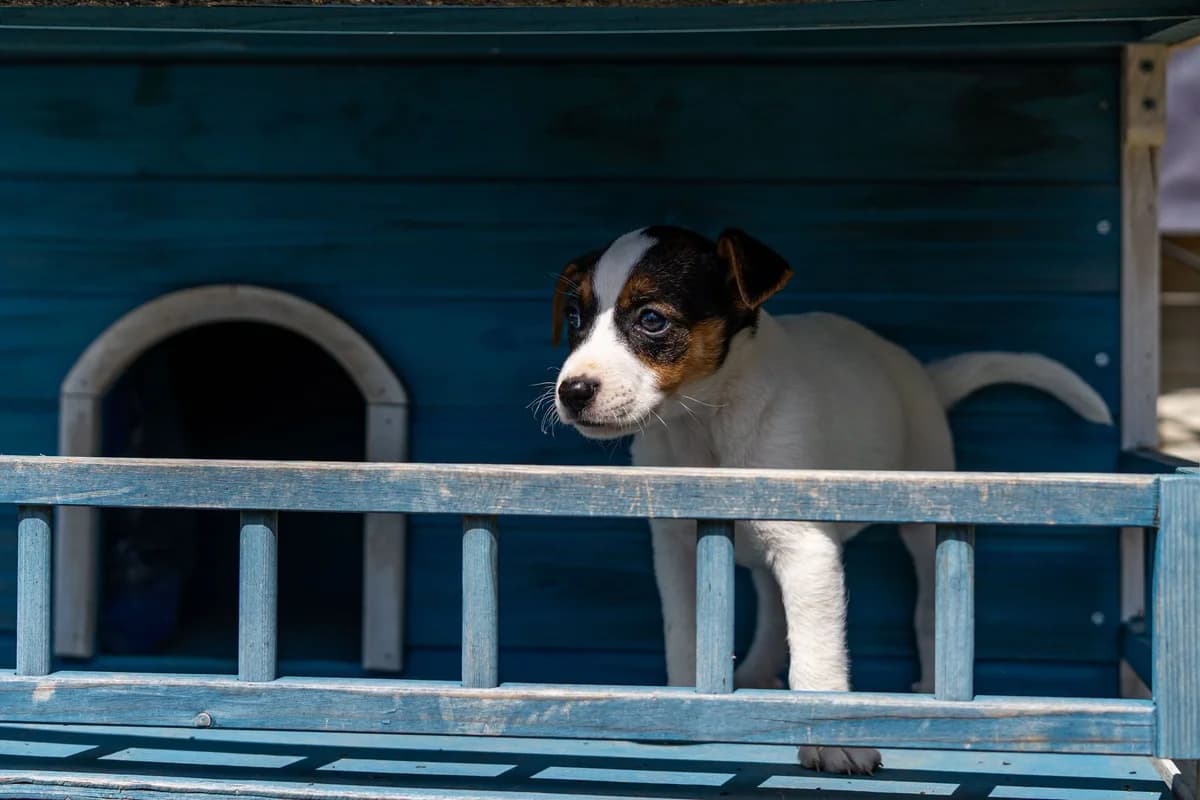 Linguina, female puppy Mixed Breed for adoption at Cesta za domovom