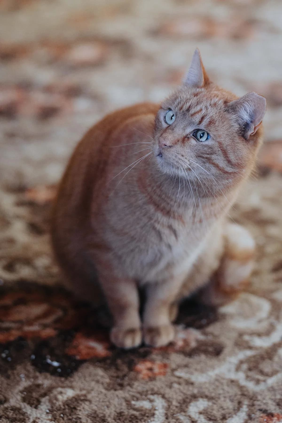 Marshmallow, male Mixed Breed for adoption at Cesta za domovom