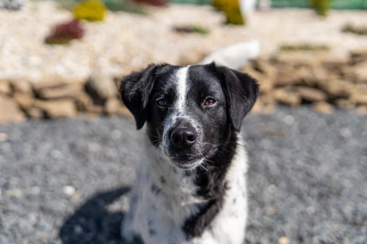 Mary REZERVE, female puppy Mixed Breed for adoption at Cesta za domovom