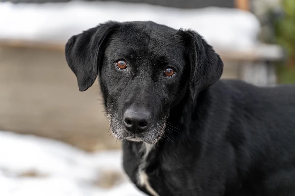 Miloš, male senior Mixed Breed for adoption at Cesta za domovom