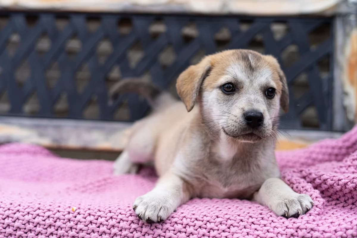 Nugát, male puppy Mixed Breed for adoption at Cesta za domovom
