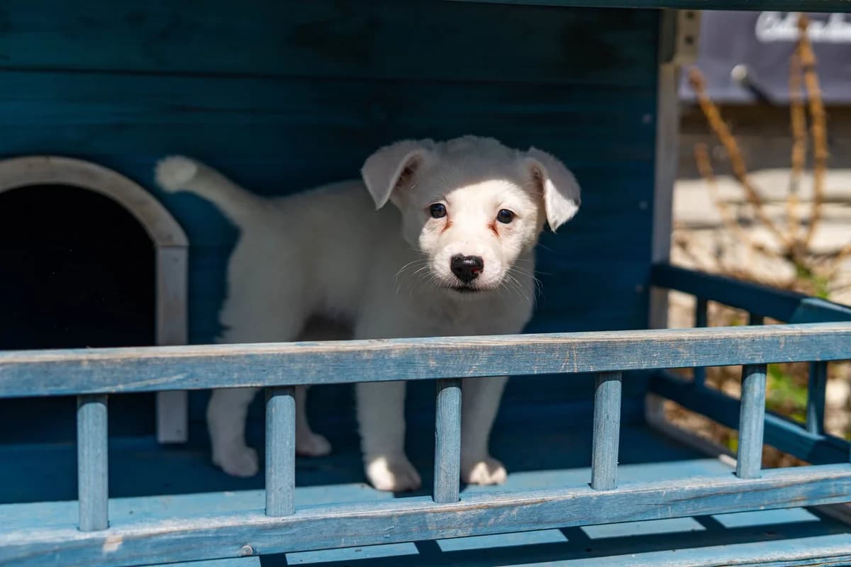 Pappardella, female puppy Mixed Breed for adoption at Cesta za domovom