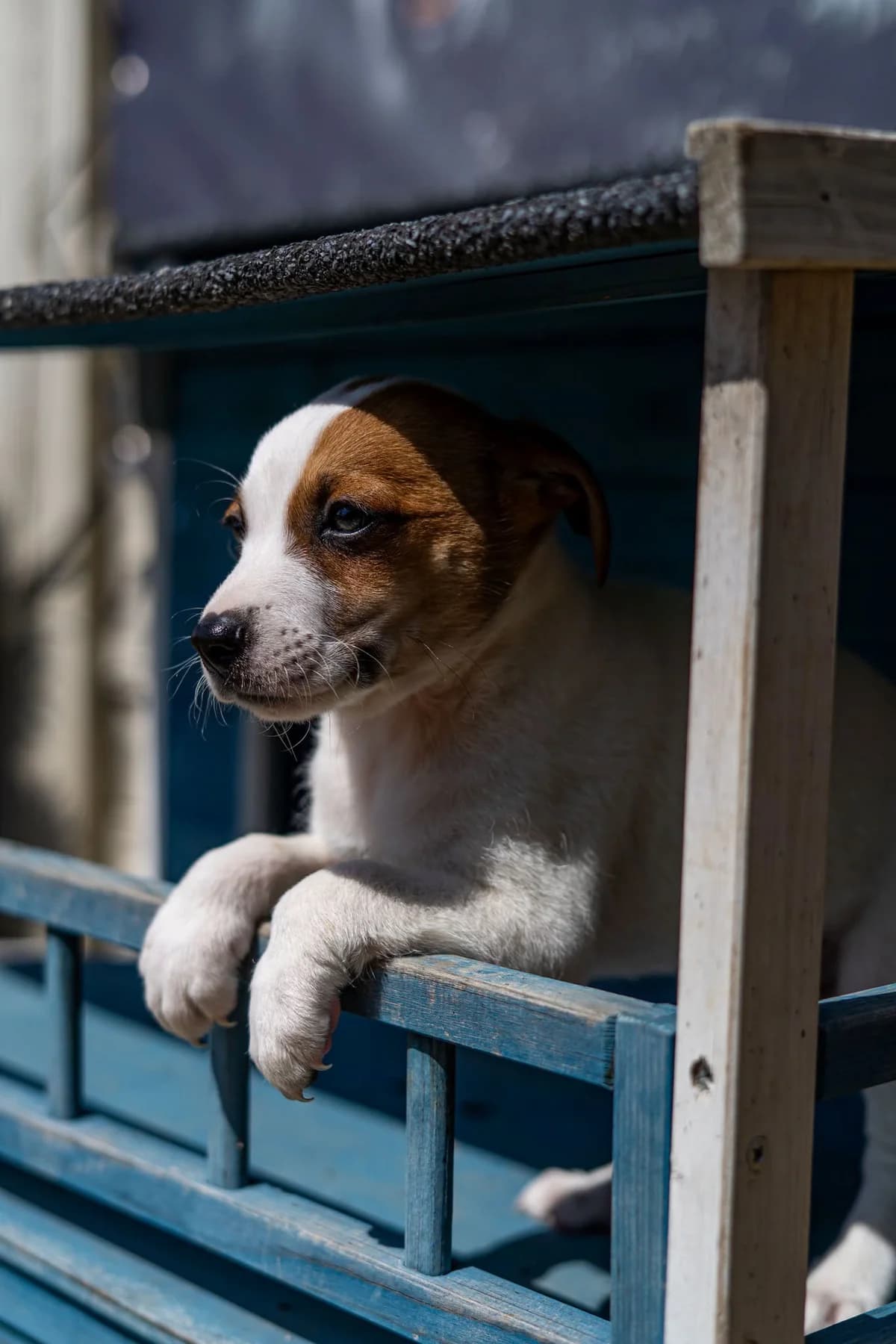 Rigatoni, male puppy Mixed Breed for adoption at Cesta za domovom