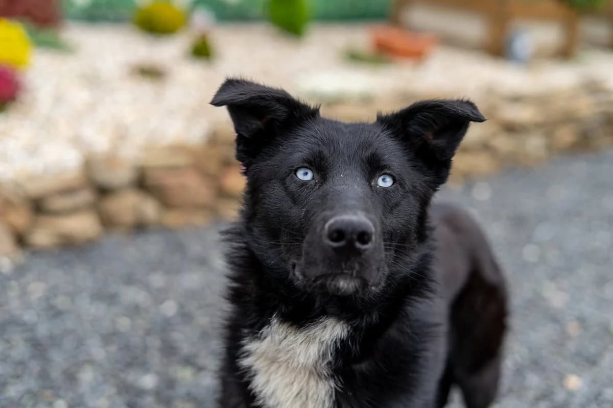 Severus, male 3yo Mixed Breed for adoption at Cesta za domovom